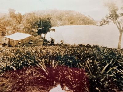 garner homestead and pineapple plantation c garner family garner homestead and pineapple plantation c garner family