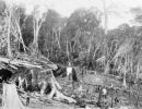 a portion of cleared land  hull river aboriginal settlement  state library of qld