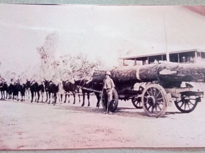 eddie garner  jnr  and horse team hauling logs s garner family